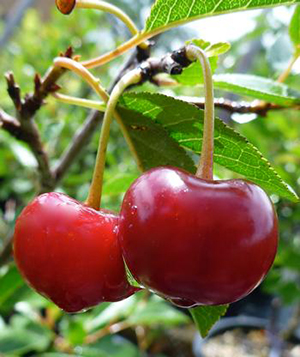 Cherry Shrub - Crimson Passion