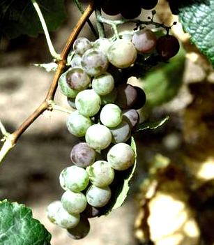 Grape - Himrod Seedless
