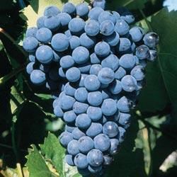 Grape - Sovereign Coronation