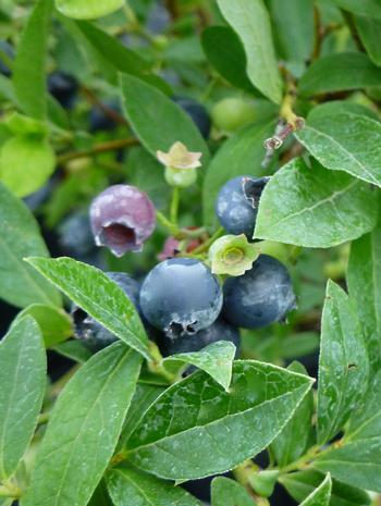 Blueberry - Lowbush - Native  