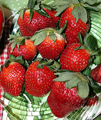 Strawberry - Eversweet  