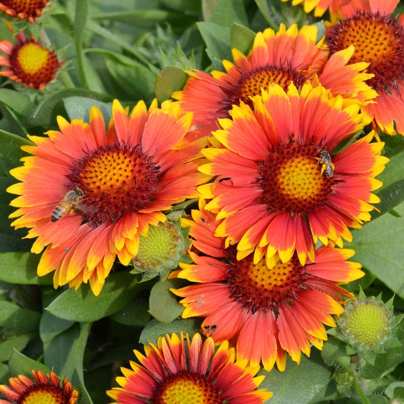 Gaillardia 'Arizona Sun'  NEW