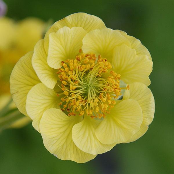 Geum 'Cocktail Banana Daiquiri'  NEW