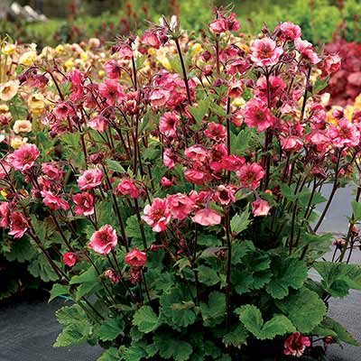 Geum TEMPO 'Rose'  NEW