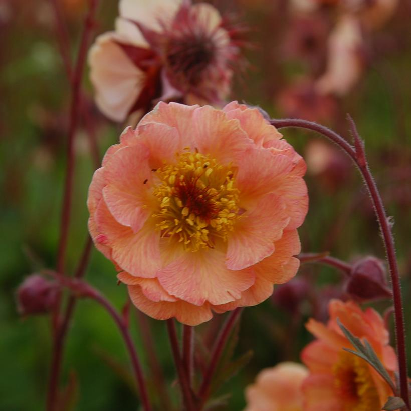 Geum 'Cocktail Mai Tai'  NEW