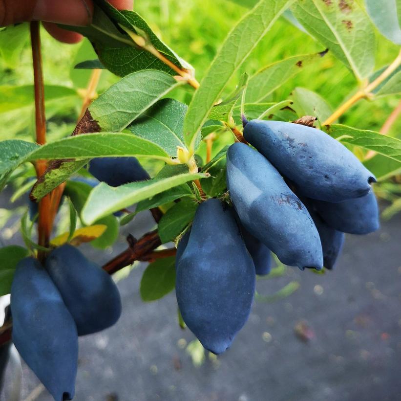 Haskap - Boreal Blizzard  NEW