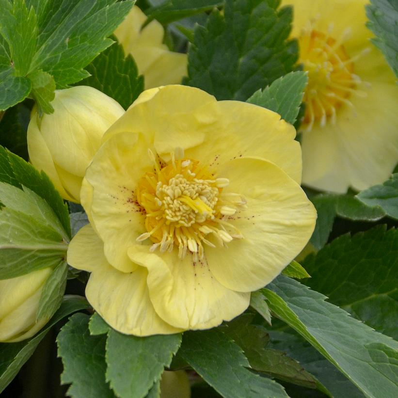 Helleborus  'California Dreaming'  NEW