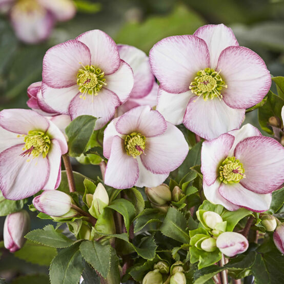 Helleborus 'Ice n'Roses Picotee'  NEW