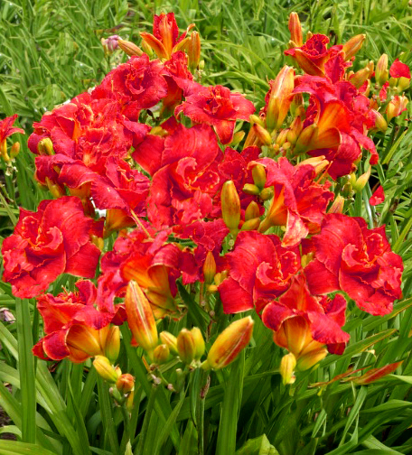 Hemerocallis 'Moses Fire'    NEW