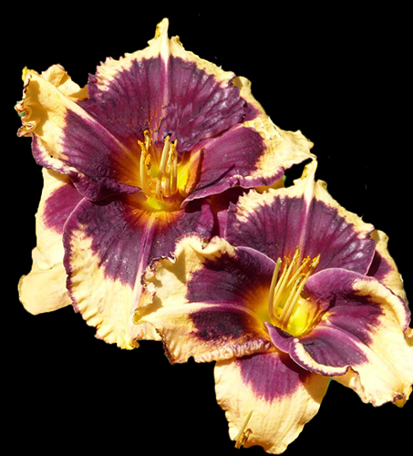 Hemerocallis 'Tiger Blood'  NEW