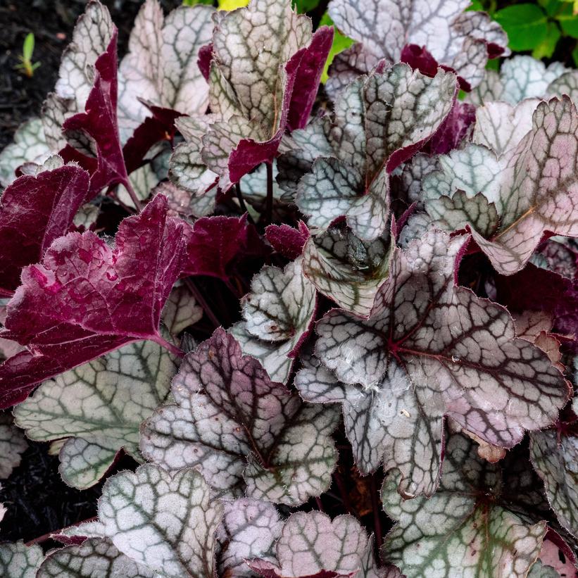 Heuchera 'Spice Curls'  NEW