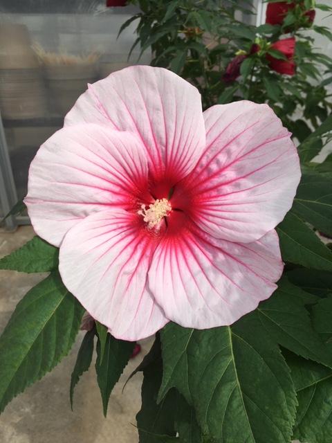 Hibiscus 'Moonshadow Rosita'   NEW