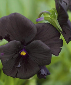 Viola cornuta 'Black Magic'