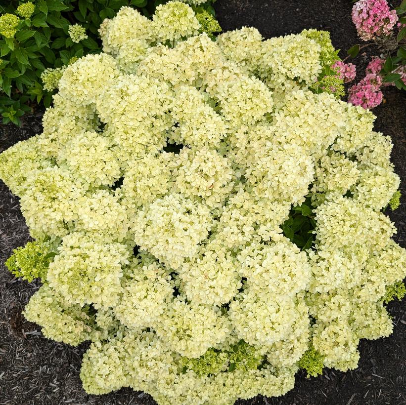 Hydrangea paniculata 'Bubble Bath'  NEW