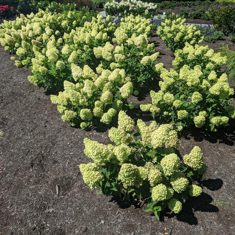 Hydrangea paniculata 'Dragon Baby'  NEW