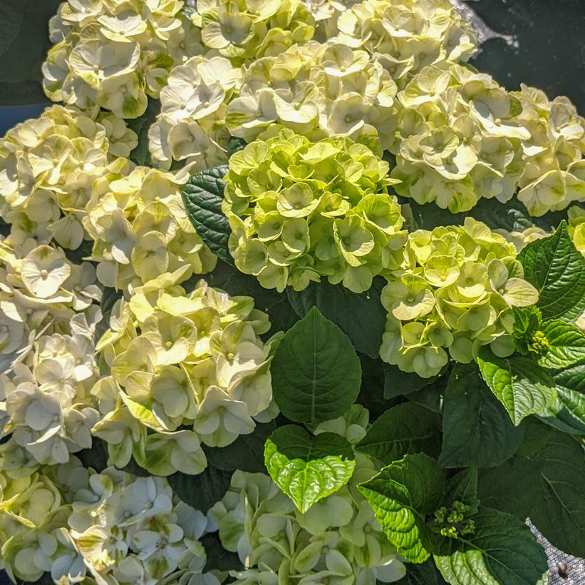 Hydrangea macrophylla 'Grin and Tonic'  NEW