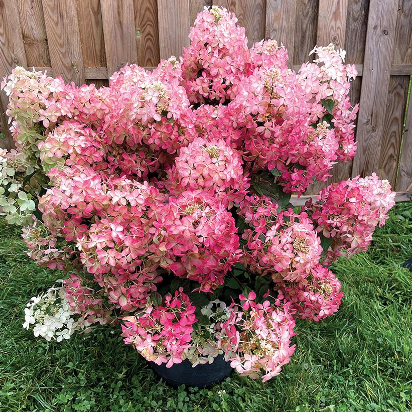 Hydrangea paniculata 'Hot Sauce'  NEW