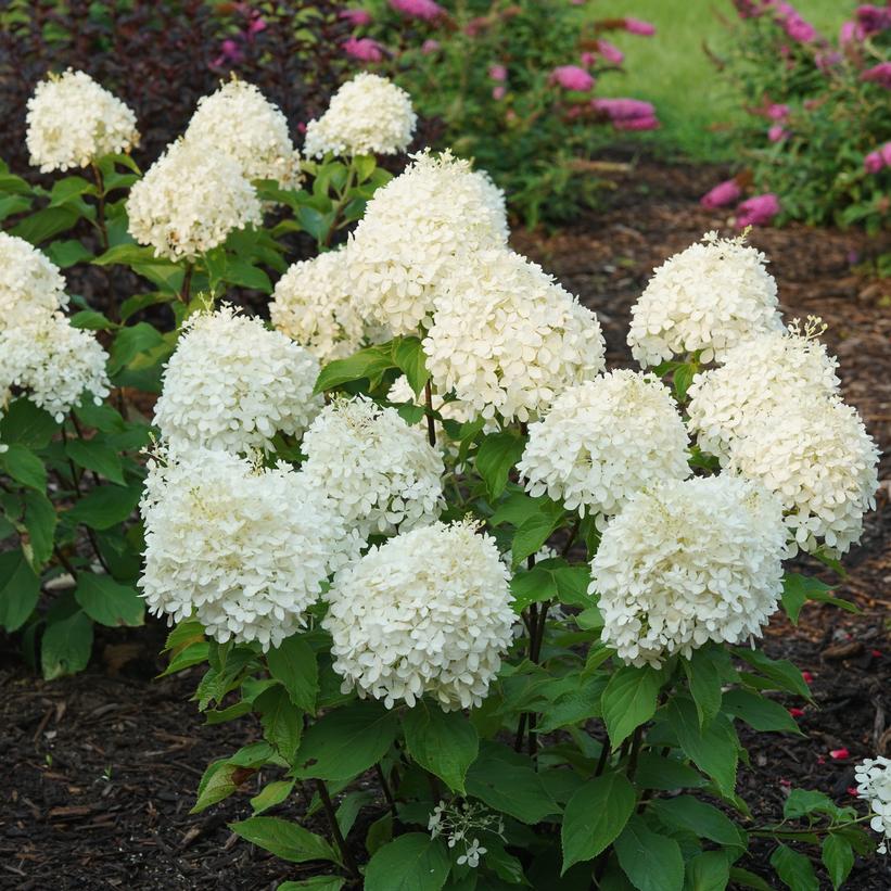 Hydrangea paniculata 'Puffer Fish'  NEW