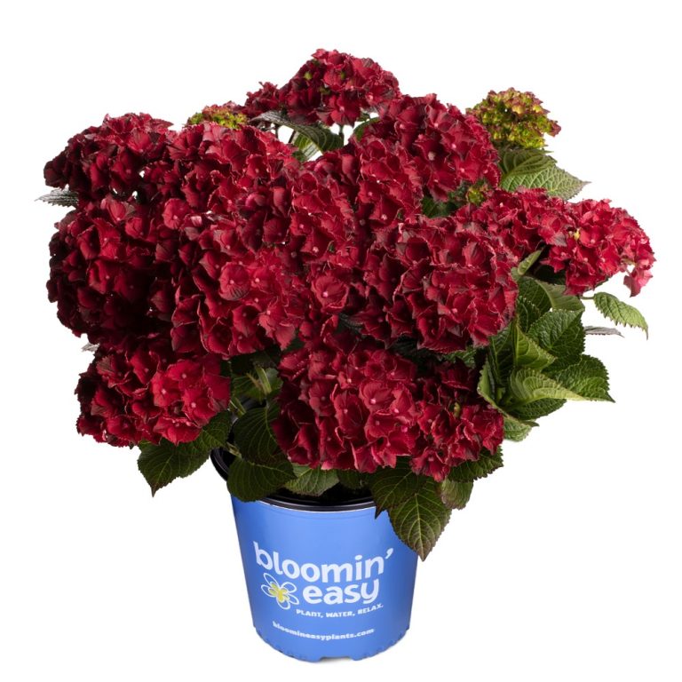 Hydrangea macrophylla 'Cherry-Go-Round'  NEW