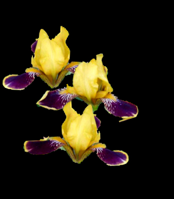 Iris germanica 'Bumblebee Deelite'  NEW