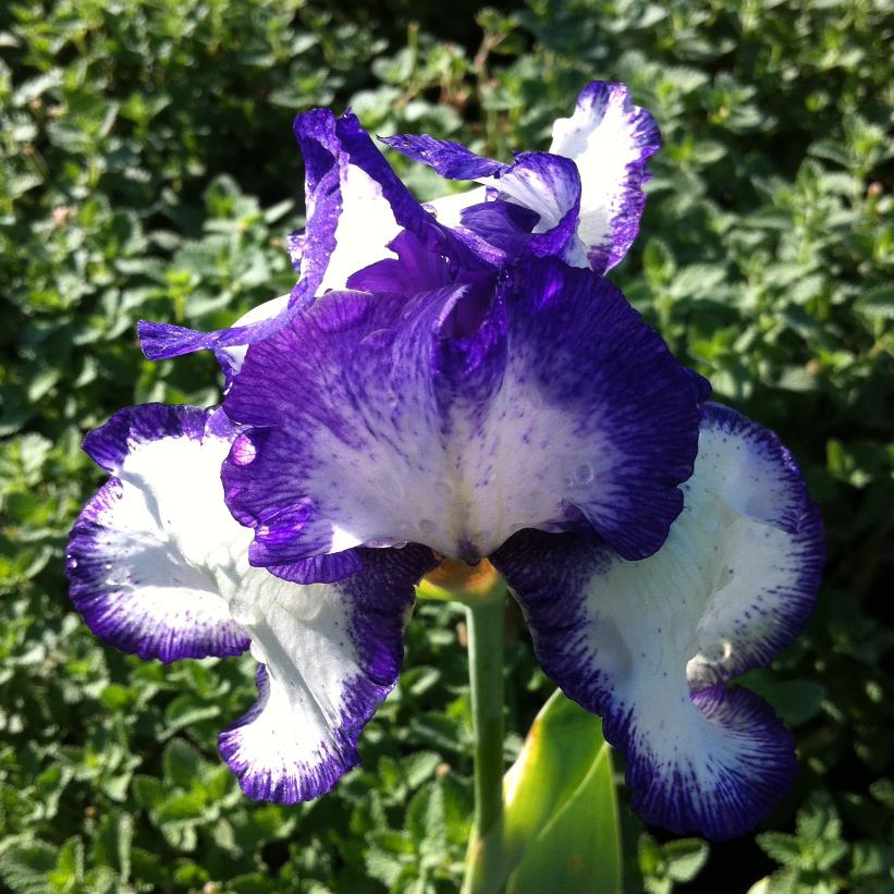 Iris germanica 'Earl of Essex'  NEW