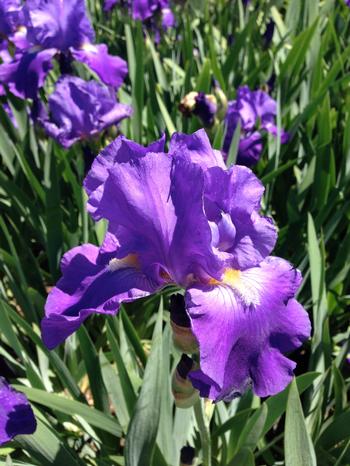 Iris germanica 'Feedback'