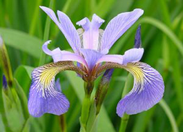 Iris versicolor