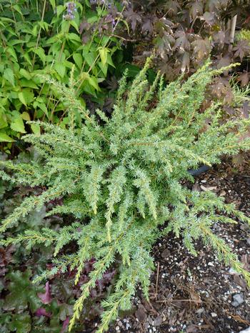 Juniperus communis depressa 'Blueberry Delight'