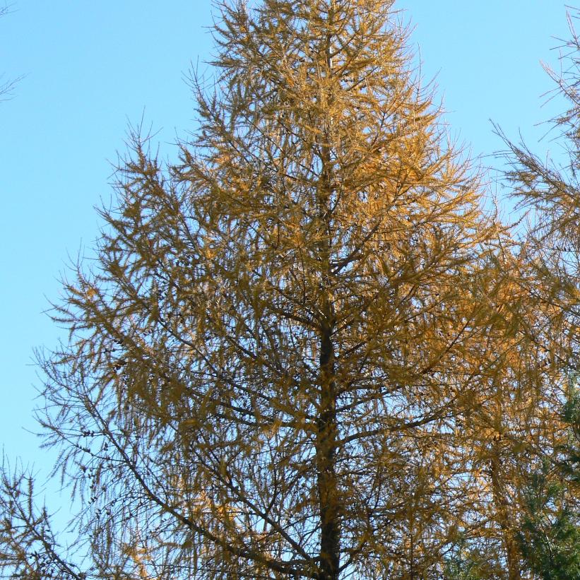 Larix laricina  NEW