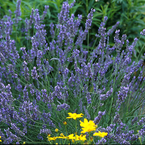Lavender intermedia 'Grosso'