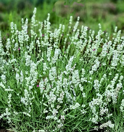 Lavandula angustifolia 'Big Time White'  NEW