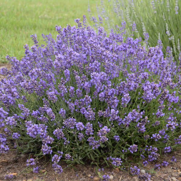 Lavandula angustifolia 'Essence Purple'  NEW