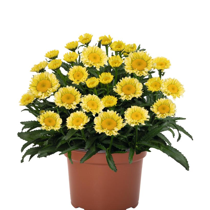 Leucanthemum maximum 'Sweet Daisy Izabel'  NEW