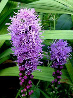 Liatris spicata 'Floristan Purple'