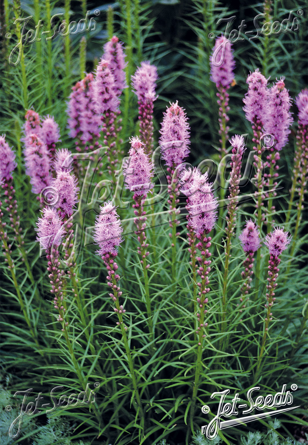 Liatris spicata  NEW