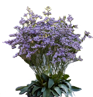 Limonium gmellinie 'Dazzle Rocks'  NEW