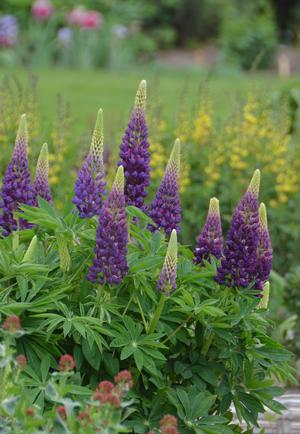 Lupinus 'Popsicle Blue'