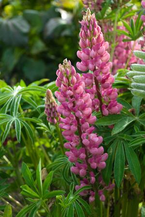 Lupinus 'Popsicle Pink'