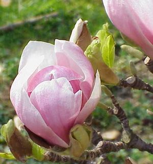 Magnolia x soulangeana  NEW