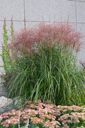 Miscanthus sinensis 'Red-Silver'  (Rotsilber)