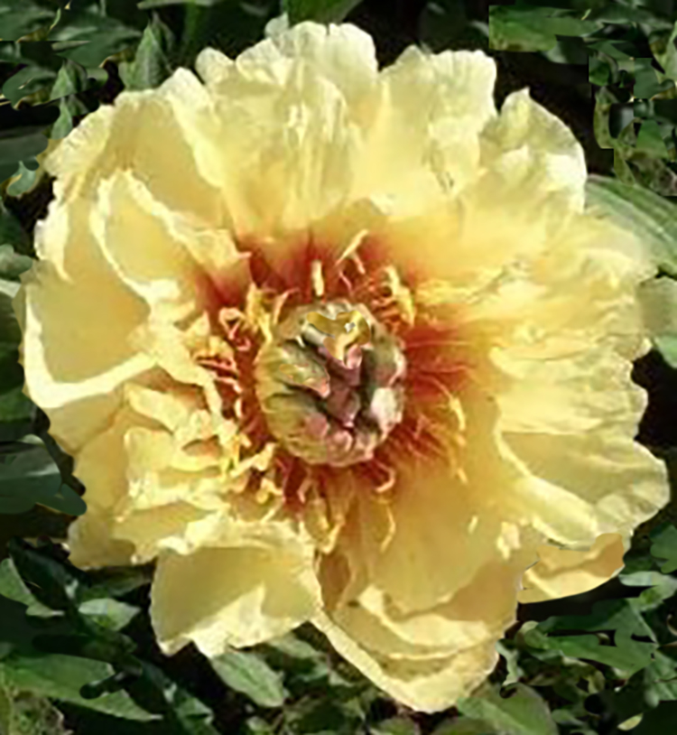 Paeonia  ITOH 'Garden Treasure'    - 3 gallon   NEW