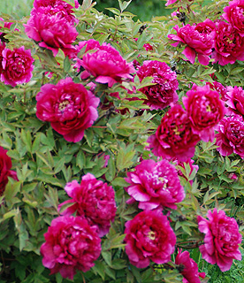 Paeonia suffruticosa 'Wu Long Peng Sheng'  NEW