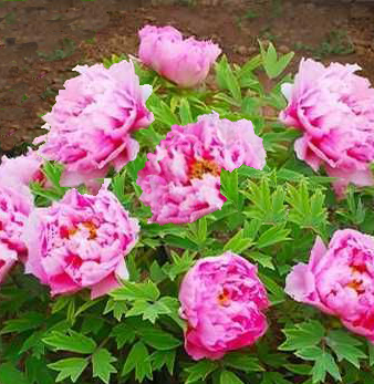Paeonia suffruticosa 'Yin Hong Qi Dui' NEW