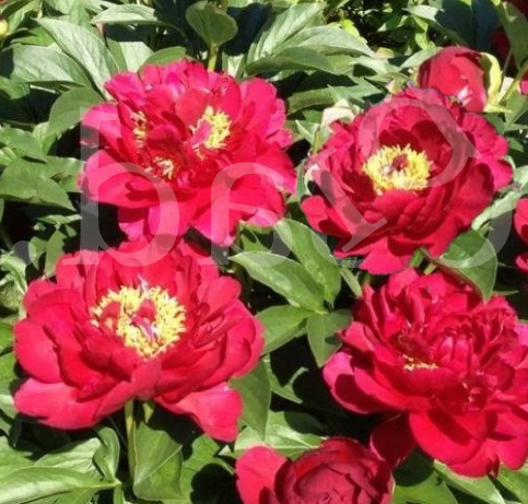 Paeonia suffruticosa 'Xin Ri Yeu'  NEW