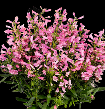 Penstemon barbatus 'Pristine Primrose'   NEW