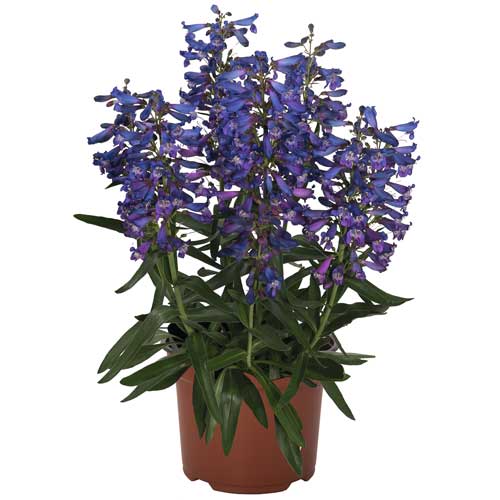 Penstemon barbatus 'Pristine Blue'  NEW