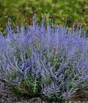 Perovskia atriplicifolia 'Bluesette'  NEW