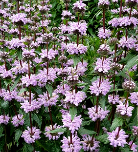 Phlomis tuberosa 'Amazone'  NEW