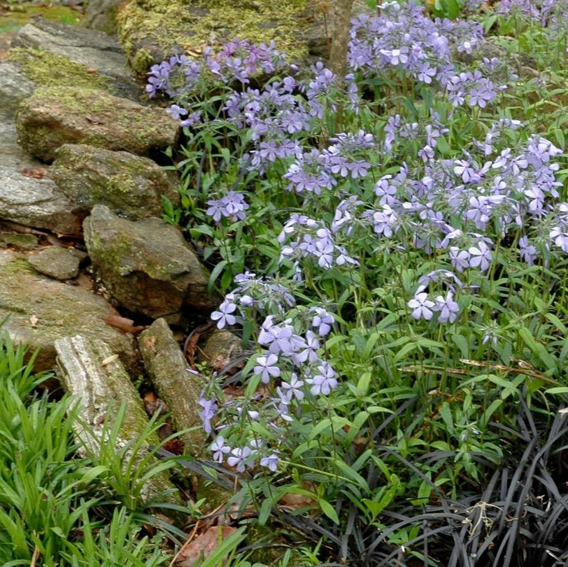 Phlox divaricatus NEW