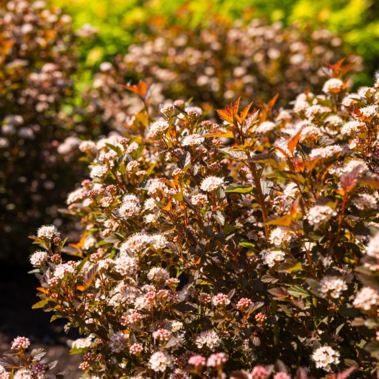 Physocarpus opulifolius 'Calico Kitty'  NEW